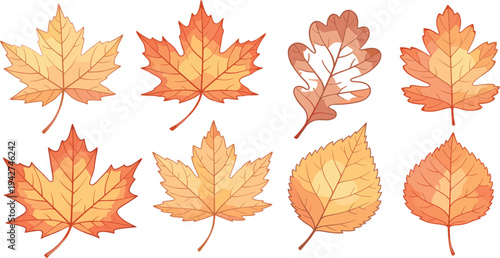 Autumn Fall Leaves Illustration Set with Maple and Oak Leaf Collection in Warm Seasonal Colors for Nature, Thanksgiving, and Harvest Design