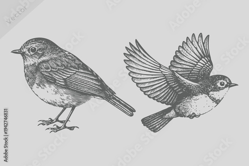Vintage engraving isolated robin bird illustration. Retro flying robin bird vector.