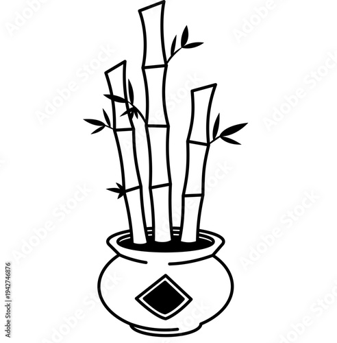 Chinese Lucky Bamboo Plant