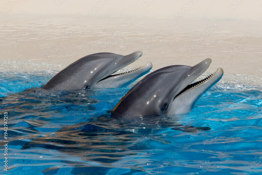 Fototapeta premium Große Tümmler (Tursiops truncatus) Gruppe schaut aus dem Wasser