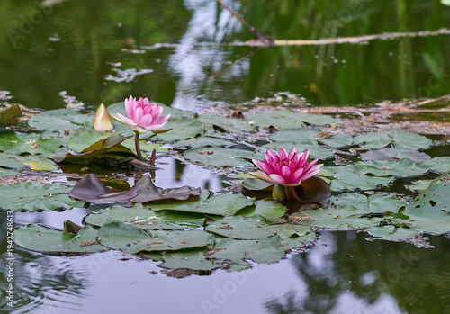 Pink water lilies in garden pond