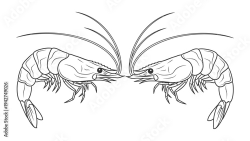 Two Shrimp Facing Each Other: A stylized black and white illustration shows two shrimp positioned symmetrically, facing each other with antennae extended.