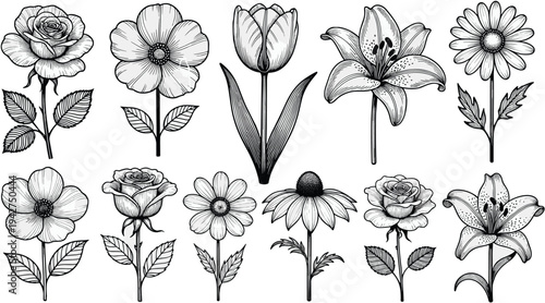 Botanical flower illustration, roses, tulips, lilies, daisies, black and white sketch, floral art, nature design, detailed petals, leaves, stems, blossoms