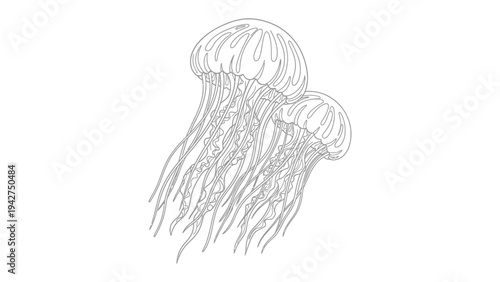 Two Jellyfish Illustration: A simple line drawing of two jellyfish, showcasing their delicate tentacles and bell-shaped bodies floating in the ocean.