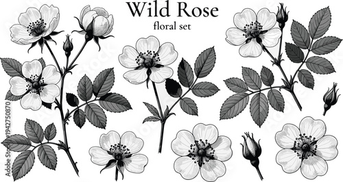 Wild rose floral illustration, botanical drawing, black and white sketch, vintage flower art, nature design, detailed petals, leaves, buds, blossoms