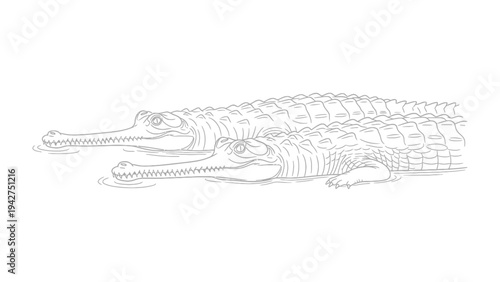 Gharial Reptiles Sketch: A detailed, monochrome sketch showcases two gharials gliding through the water, their distinctive long snouts and textured skin rendered with precision.