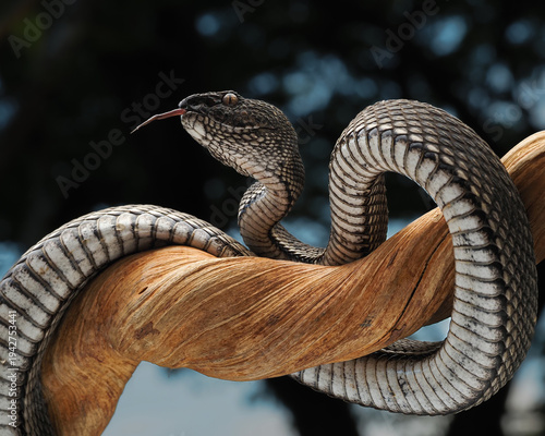 Billede på lærred A fierce Craspedocephalus puniceus coiled on a branch