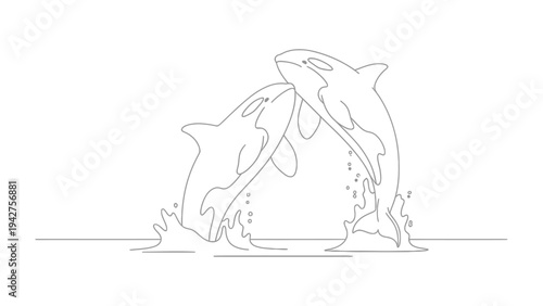 Playful Orca Pair Outline: A minimalist illustration of two orcas leaping playfully from the ocean, showcasing their sleek bodies and the dynamic energy of marine life in a monochrome outline.