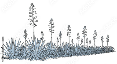 Agave plant pattern in hand-drawn botanical style on white background