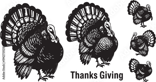 Black and white turkeys for Thanksgiving holiday celebration