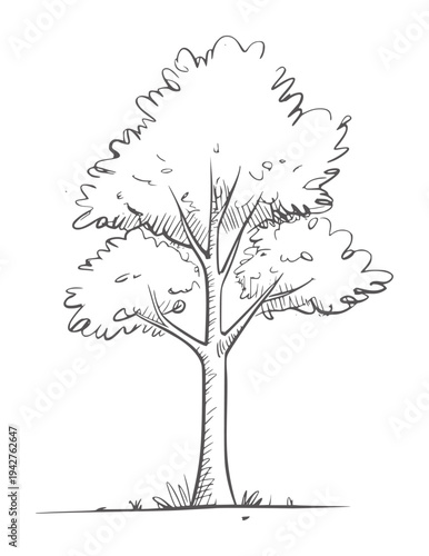 Simple black and white line of a deciduous tree with textured foliage nature