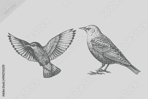 Vector collection of hand-drawn starling bird illustrations in engraved style. starling bird background colibri tropical silhouette art.