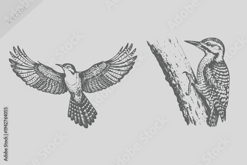 Realistic Vintage engraving isolated woodpecker bird illustration. Retro flying robin woodpecker vector.