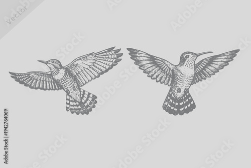 Realistic Vintage engraving isolated woodpecker bird illustration. Retro flying robin woodpecker vector.