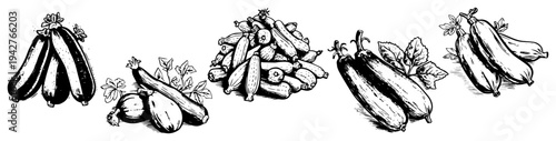 Fresh Zucchini and Cucumbers Collection Vector Sketches Organic Vegetables Set for Healthy Food and Gardening Design
