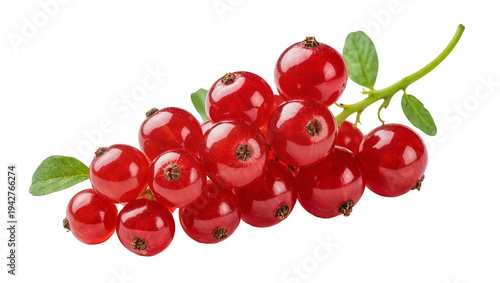 Konstfotografi Isolated bunch of vibrant red currants, fresh and ready to eat, with a few green
