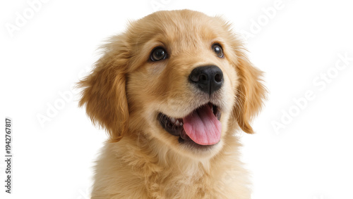 Isolated happy golden retriever puppy with its mouth open ready for a playful day outside