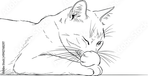 A serene sketch of a cat resting peacefully