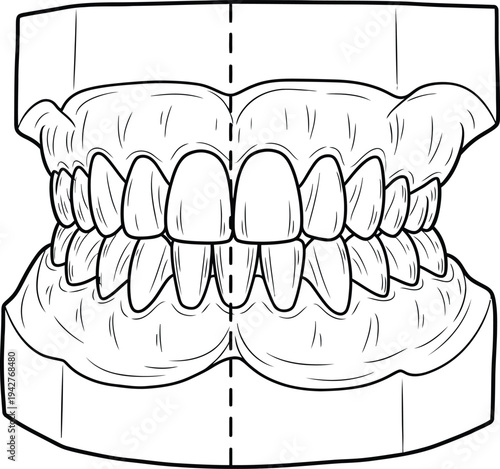 Detailed illustration of human teeth and gums