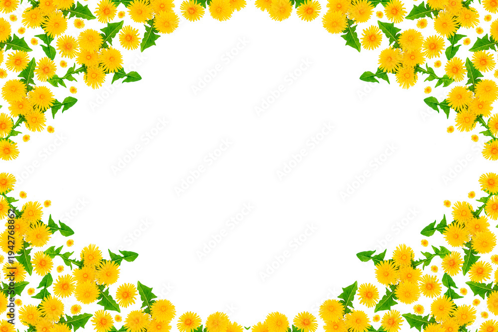Fototapeta premium spring background of yellow dandelions with leaves. Flowers isolated on a white background. Natural pattern.