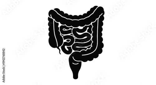 Anatomical illustration of the human large intestine depicted in black