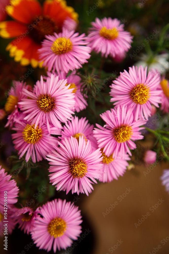 Fototapeta premium Michaelmas daisy in a bouquet