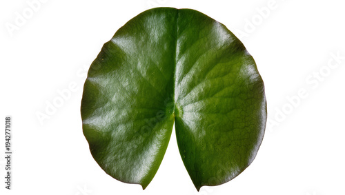 Φωτογραφία Isolated Floating leaf pad on lake for botanical illustration and nature element