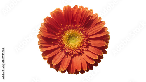 Фотография Isolated orange Gerbera flower head blossom, close-up detail of petals and yello