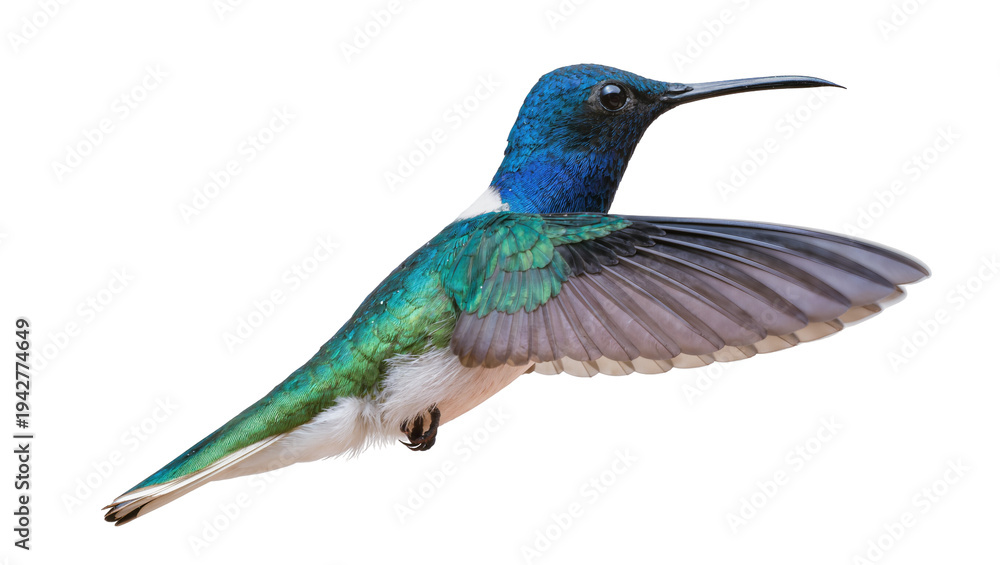 Fototapeta premium Isolated sparkling violetear hummingbird in flight, vibrant colors, beautiful tropical bird