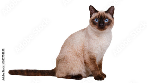 Obraz na plátně Isolated Siamese cat sitting while looking at camera with beautiful blue eyes, f