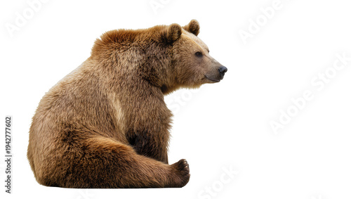 Foto Isolated brown bear sitting, looking right - North American wildlife, Ursus arct
