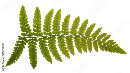 Foto Isolated Green Fern Frond Against a Neutral Backdrop, Detailed and Intricate, Bo