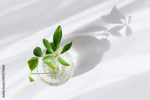 Top view of green plant in transparent glass vase with water creating elongated sunlight shadow on clean minimal background symbolizing spring growth sustainability and modern eco interior style