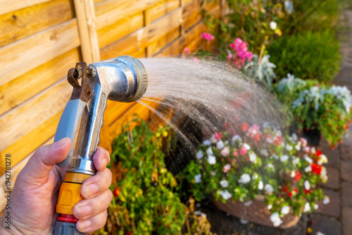 Watering Busy Lizzy flowers outside, during mid summer in a back yard,after a long hot sunny day,England,UK.