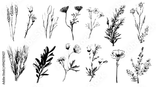 Botanical loop assortment including varied wildflowers and stems, vectorized collection