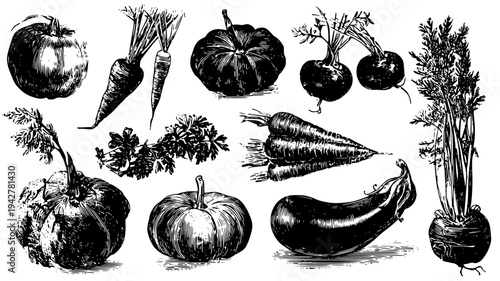 Botanical vegetable collection featuring garden produce art, set of vectors