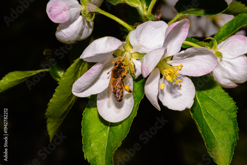 ape su fiore - fiore di melo con ape in primo piano e fondo scuro