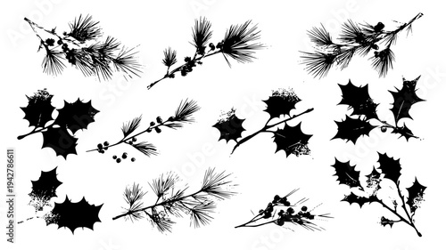 Evergreen bough set with frosted needles and prickly holly sprigs, vectorized collection