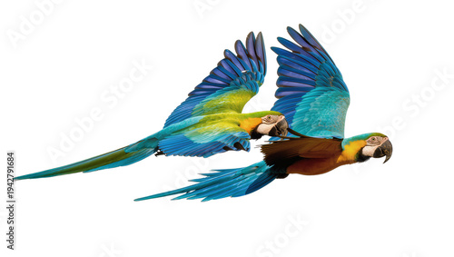 Foto Isolated Macaw parrots in flight, exotic birds of South America, colorful feathe