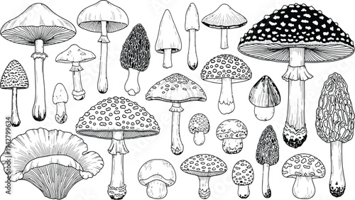 Hand Drawn Botanical Mushroom Collection with Various Fungi Species Toadstools and Morels in Vintage Engraving Style Minimalist Black and White Vector Art
