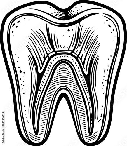human tooth anatomy illustration with roots and internal structure detailed in black and white