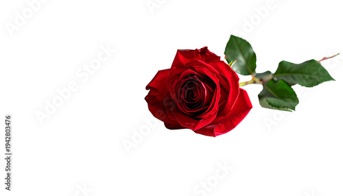 Rosa roja fresca en plena floración sobre fondo transparente neutro con iluminación de estudio. Imagen elegante y minimalista que simboliza amor, romance y belleza natural. PNG
