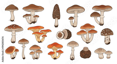 Detailed illustrations of different edible and wild mushroom species show various shapes and colors for nature study.