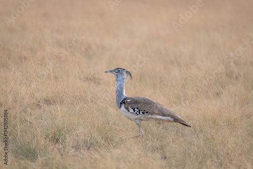 Wallpaper Mural Kori bustard in the grass of Etosha National Park, Namibia, Africa Torontodigital.ca