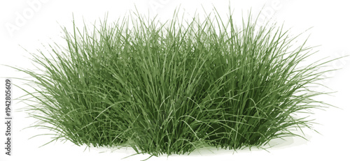 Create a realistic grass Fresh green ornamental grass clump , natural texture ideal for landscape design, eco concepts, and botanical themes. vector art with white background..