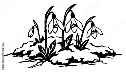 Snowdrop flowers blooming through snow in spring garden scene in black line art style