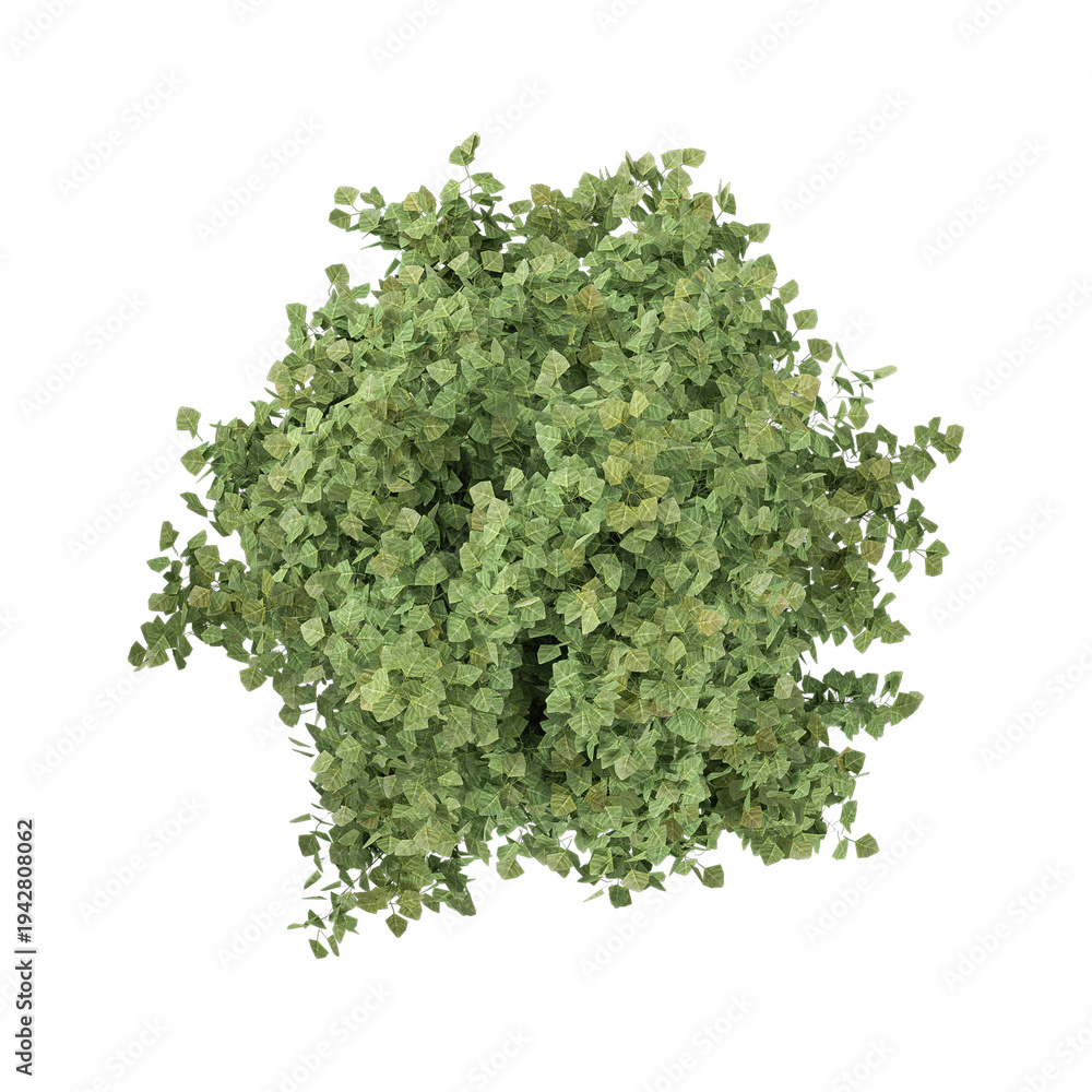 Obraz premium 3d illustration of Chinese aspen plant isolated on transparent background from top view