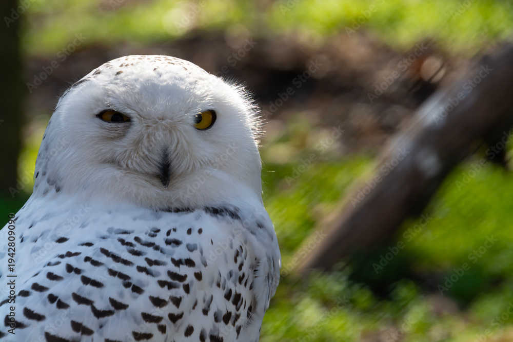Obraz premium Snow owl in spring