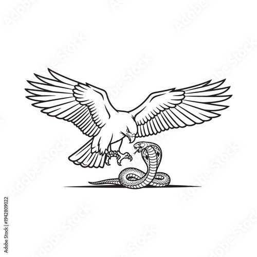 Eagle in flight attacking a snake on the ground with its talons