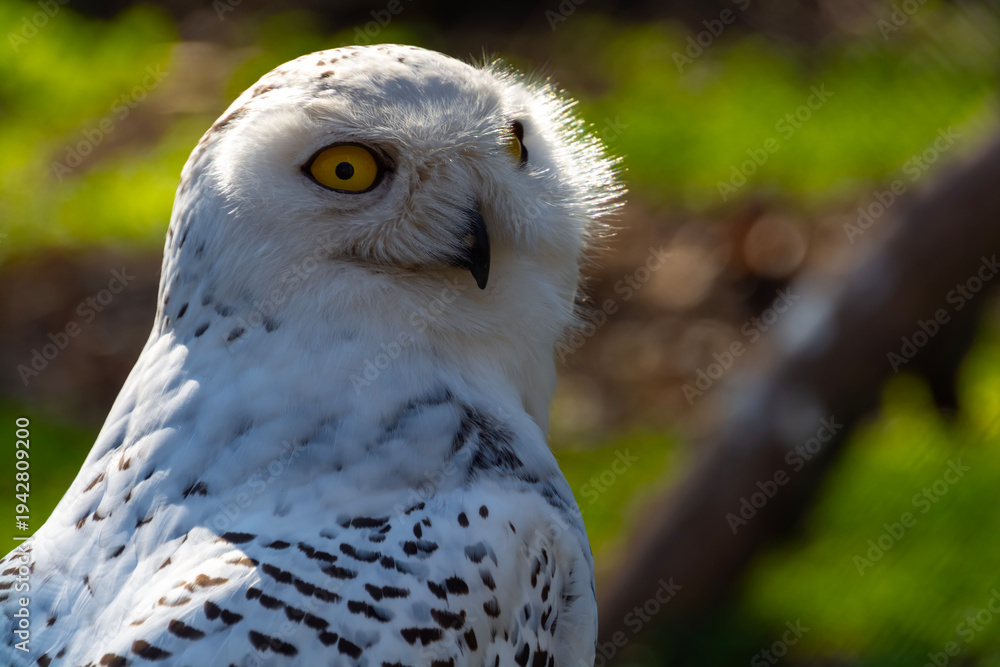 Fototapeta premium Snow owl in spring